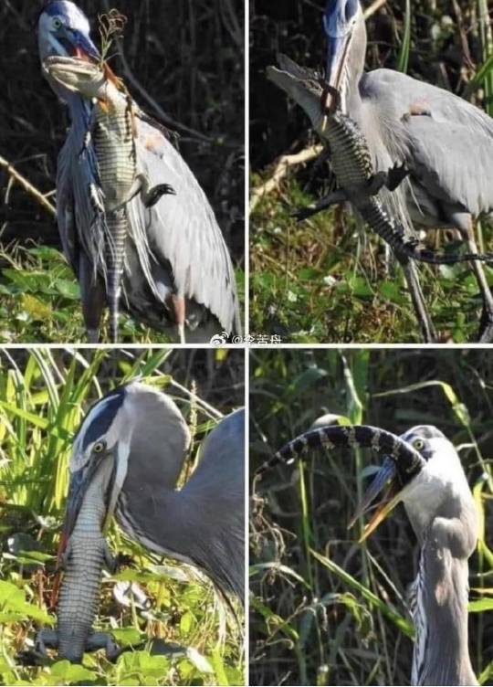 蓝鹭正在吃一只小鳄鱼 ​​​