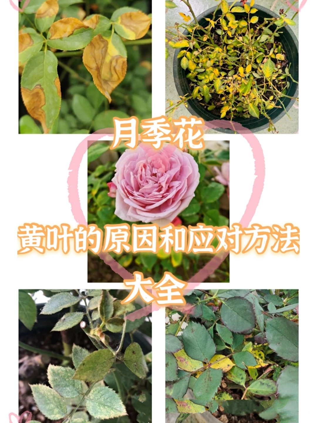 应对方法#月季花叶子发黄枯萎是怎么回事#