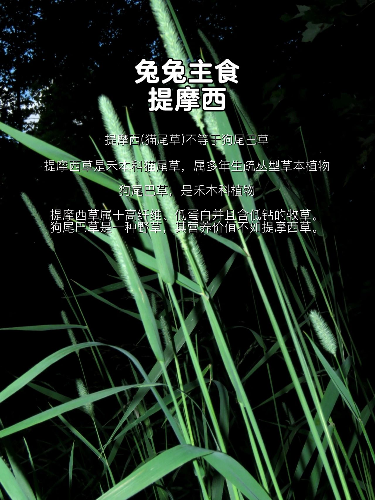 兔兔食谱#兔子吃什么#