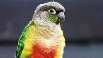 奇闻异事——鹦鹉喊冤