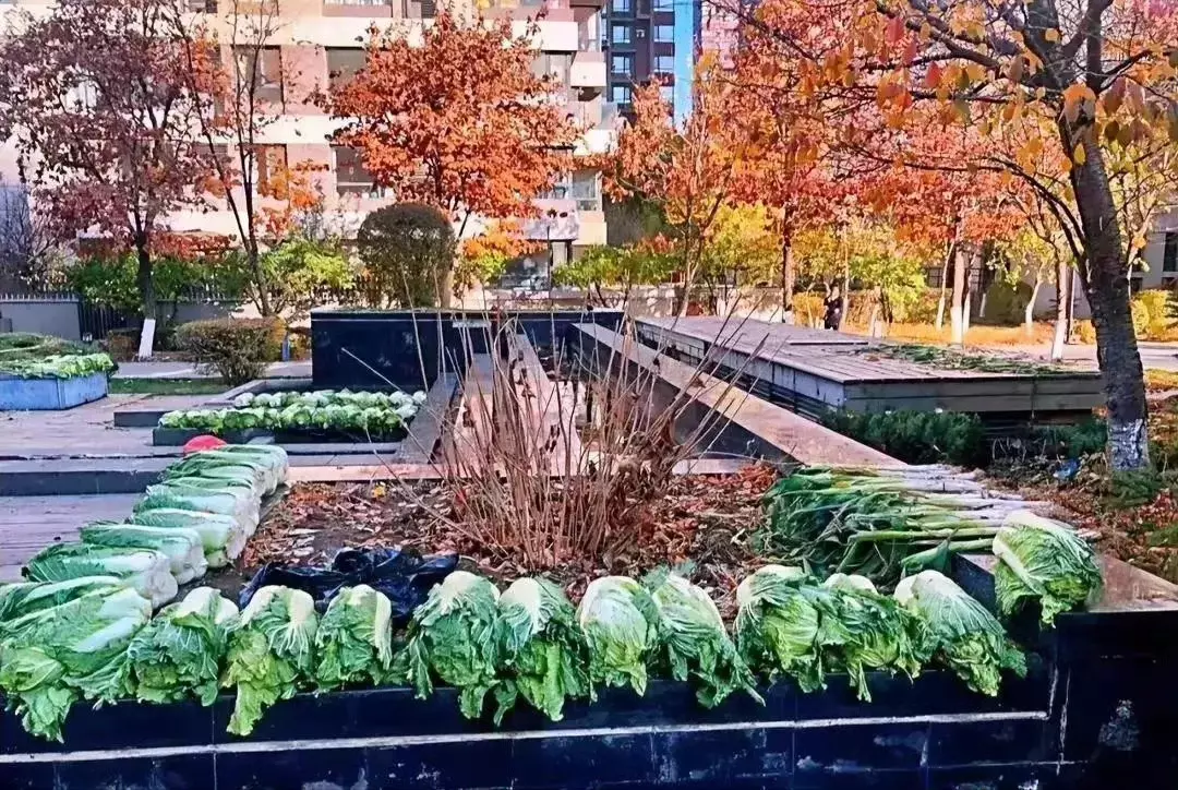 东北人有多信任东北人！
前些天在楼下晒了20颗大白菜，晚上回家发现少了一颗，第二