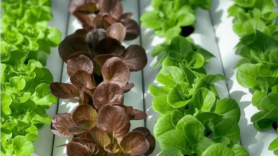 关于举办“无土栽培和盆栽蔬菜种植”专项职业能力培训班的通知