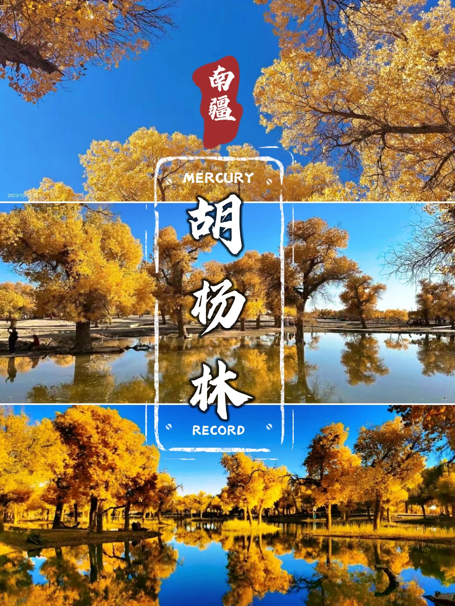 中国胡杨林颜值巅峰来了❗要去的姐妹码住呀