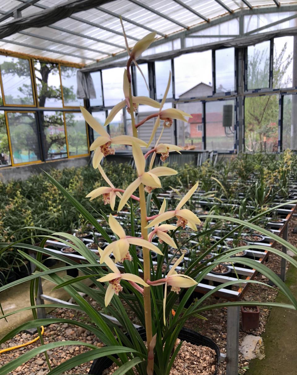 从小我就喜欢兰花，小学二三年级的时候经常会随县儿时的玩伴一起到山上摘兰花，比得谁