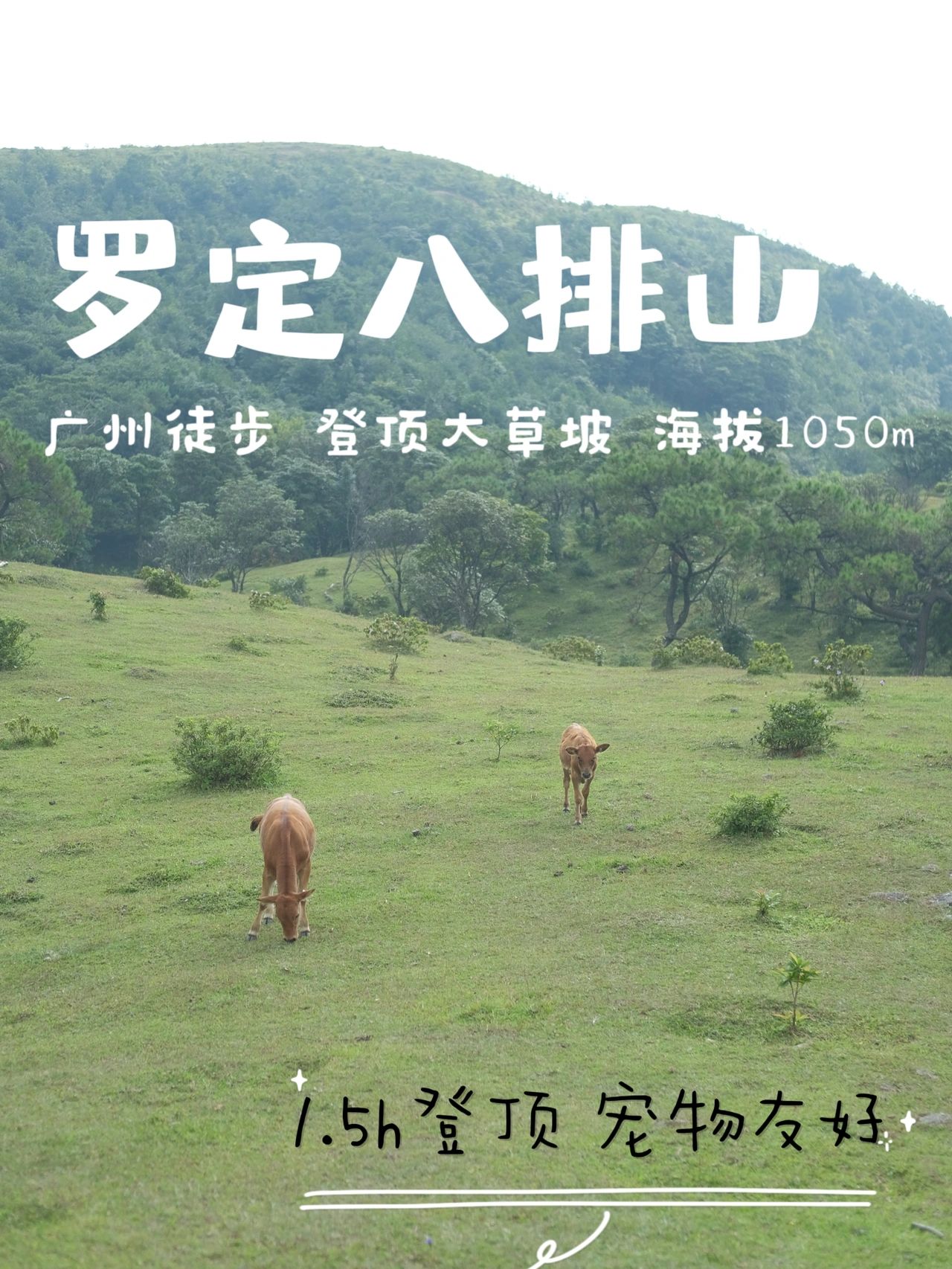 广州小众带狗徒步 罗定八排山 大草坡牛群
