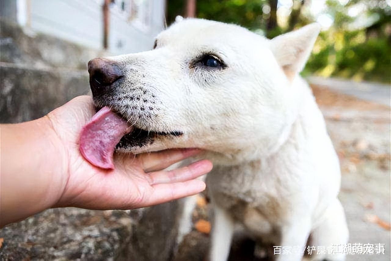 告诉你一个秘密, 狗狗总是舔这几个地方, 是有大事要发生