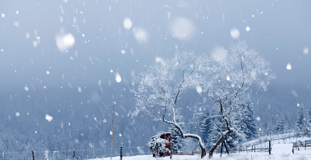 一夜寒风吹，漫天芦绒飞。

犹是当年雪，岁月不曾归。