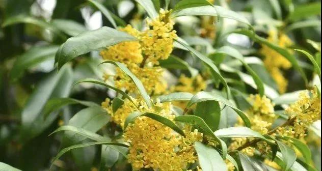 






桂花这样养，叶子碧绿，繁花满枝！

桂花树开花的的时候花香浓郁优雅
