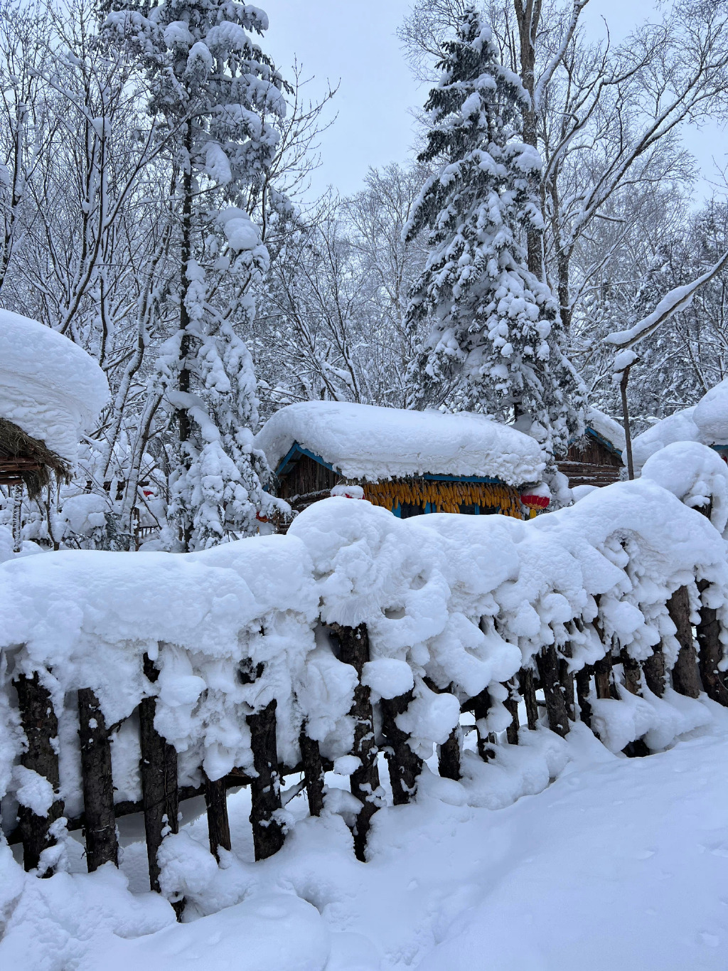 穿越十里雪廊.
全程4.3公里，步行➕雪地爬犁➕越野车➕雪地摩托，爬到山顶⛰人都
