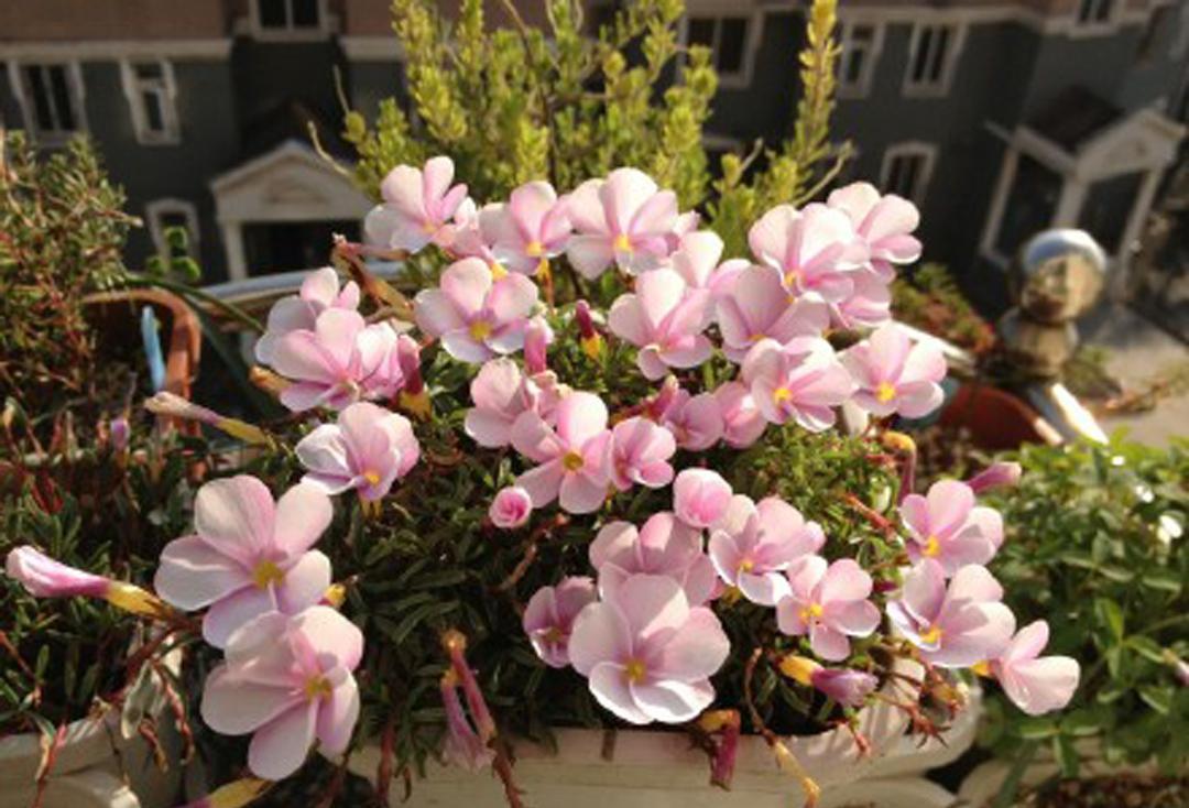 粉白桃之辉，多年生小球根，常作一年生栽培，株高约20cm左右，株型矮小紧凑，花朵