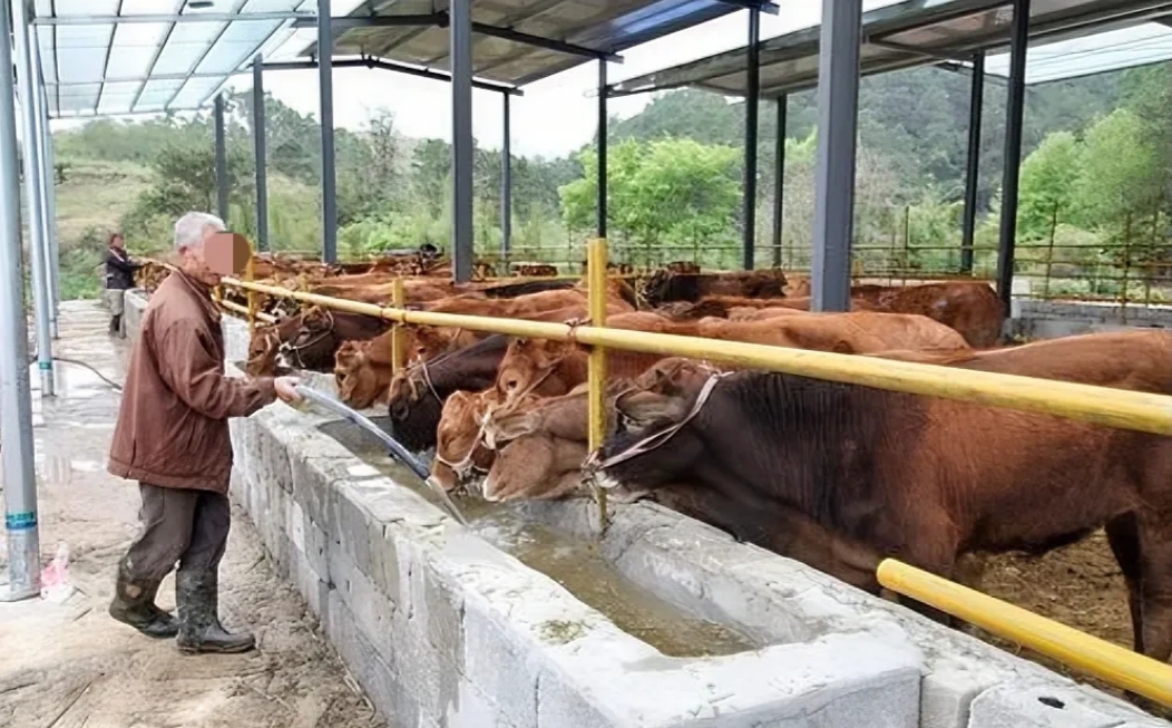 内蒙古，一贫困农民，发现牛粪可以卖钱，便大量收集回来，铺在自家田地里，准备晒干后