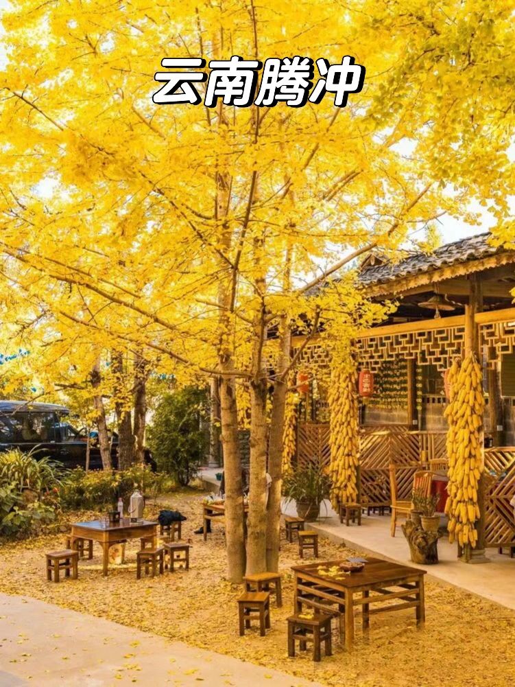 这也太美了，腾冲银杏观赏期攻略来了