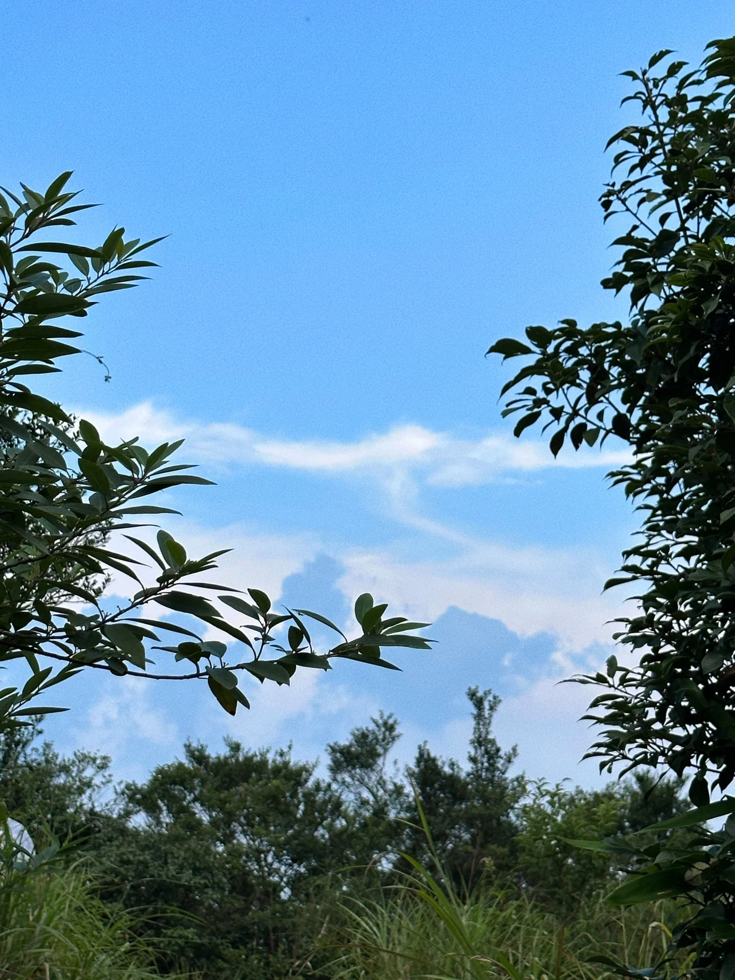 📍从化五指山｜简易版登顶攻略