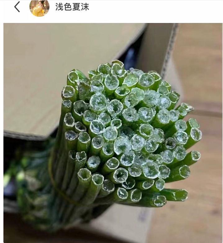 零下还是不要买花了，不然会变成这样……网友：对不起，我以为是上了冻的葱花，哈哈哈