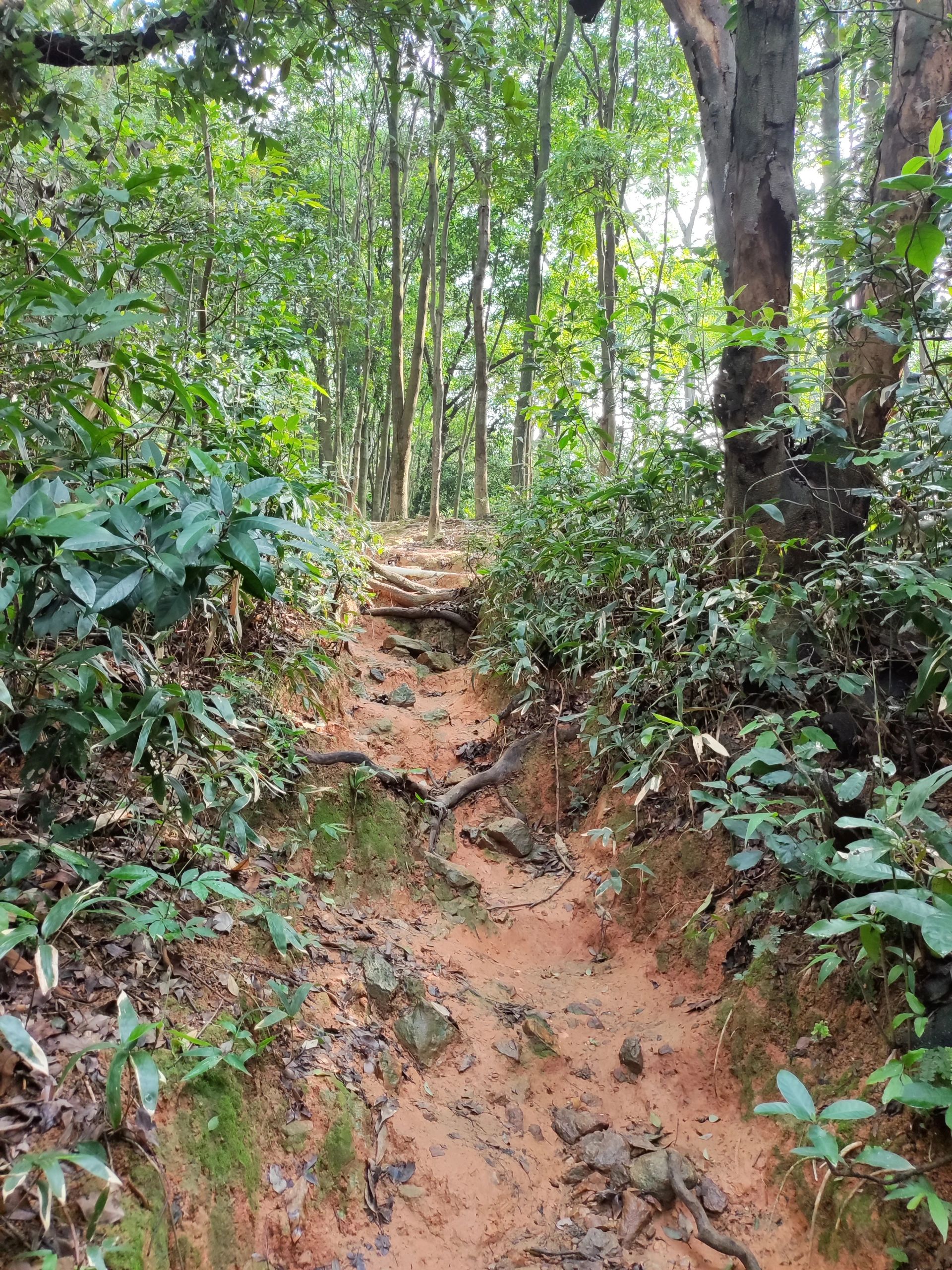 广州凤凰山走心线 爱心线 广州徒步路线