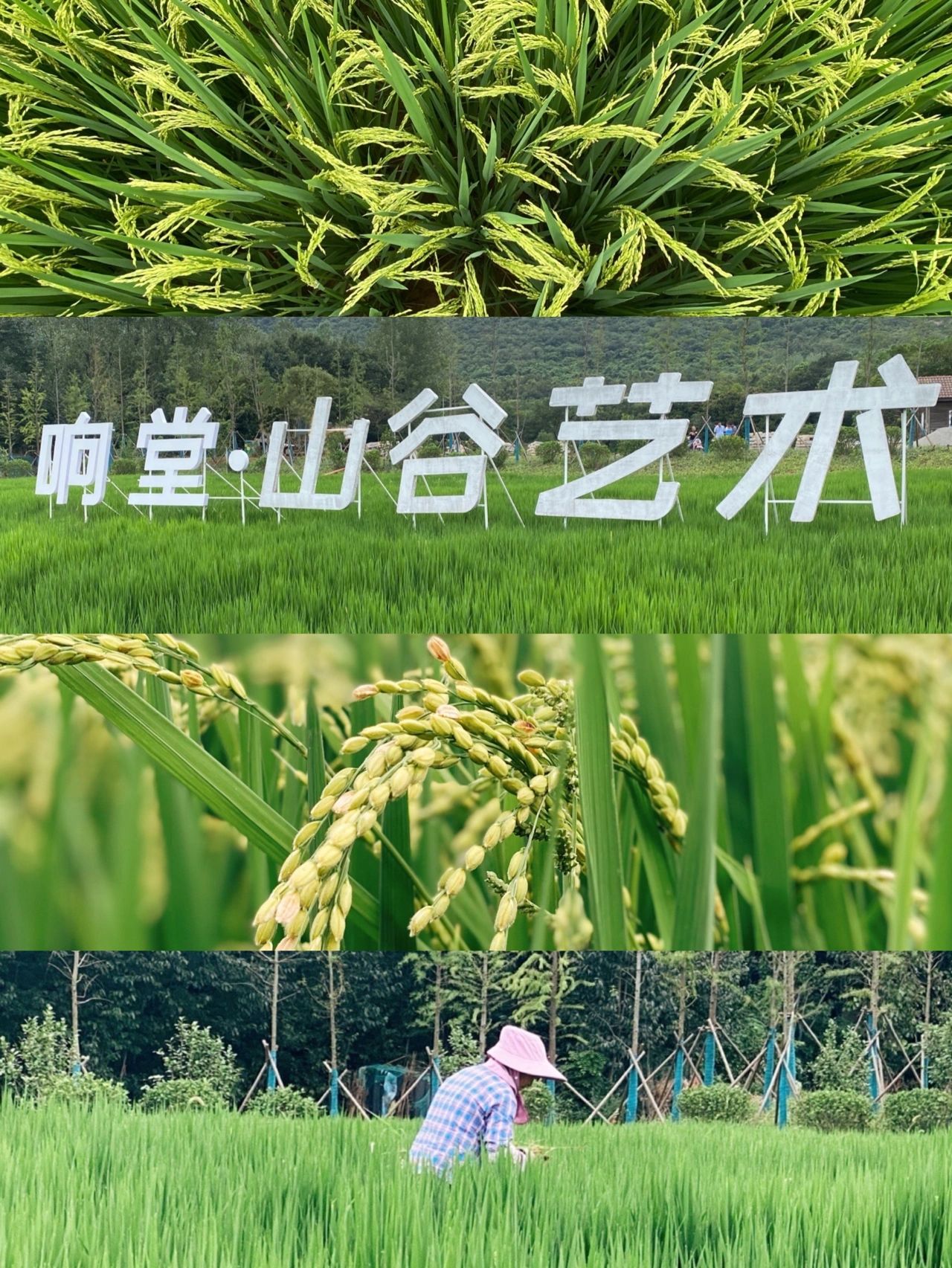 南京｜浦口响堂村的绝美稻田开放啦，免费！