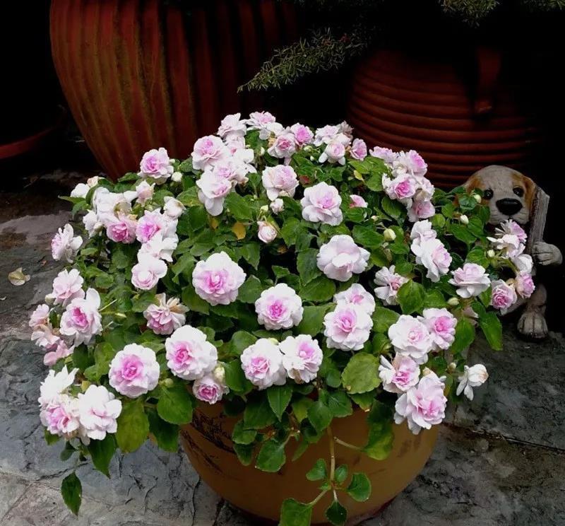 





凤仙有很多种，开花性最好的，可以做到开花不断的首推非洲凤仙。非洲凤仙