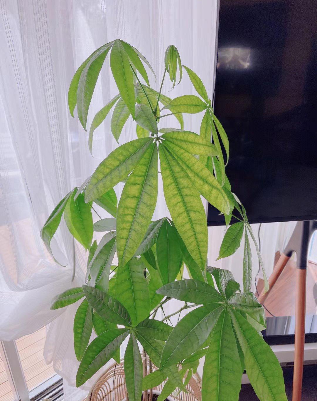 发财树养护
首先光照
我的发财树是养在客厅，特意拍了不同角度的3张相片，这个客厅