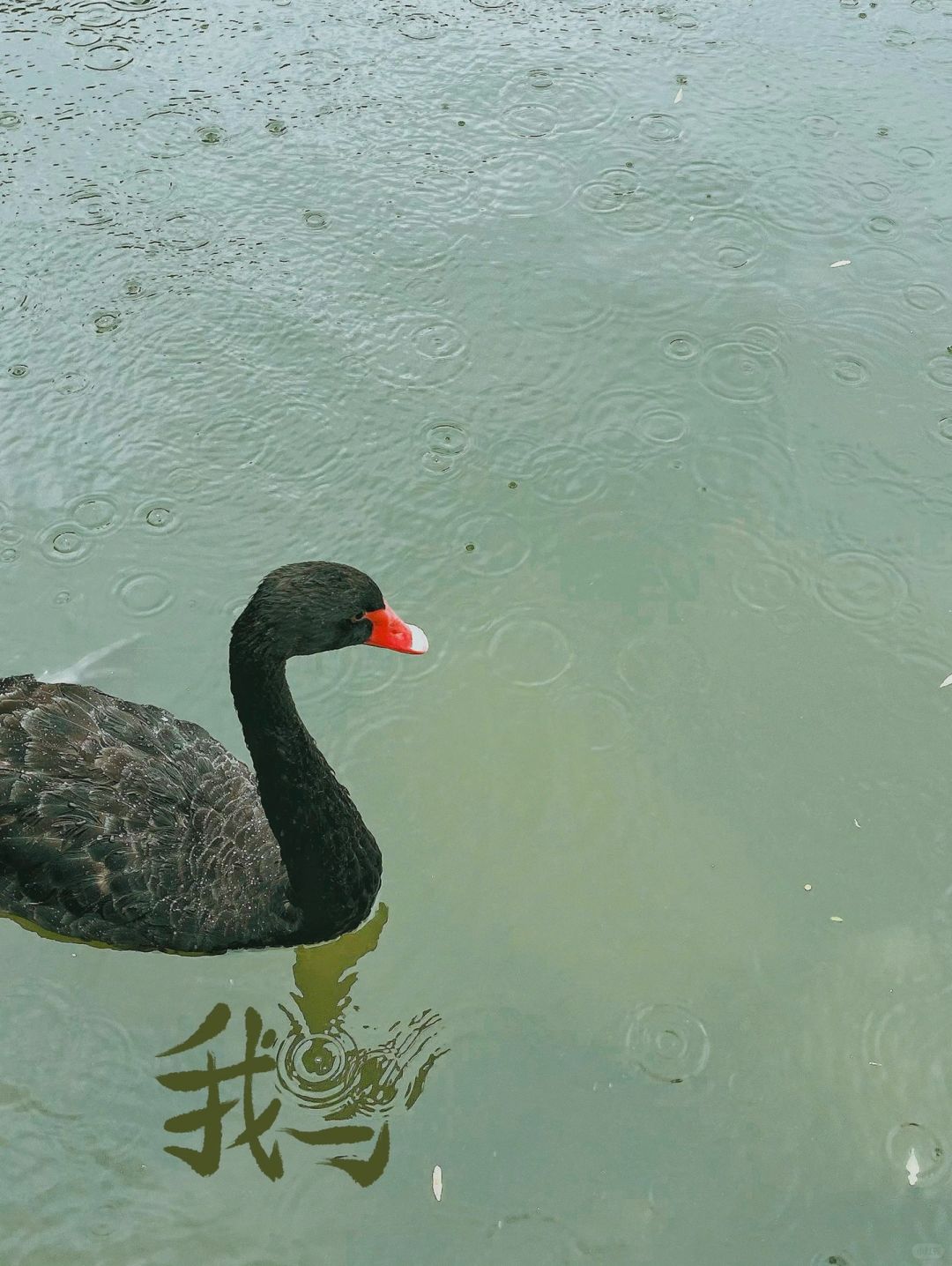照片涂鸦真好玩