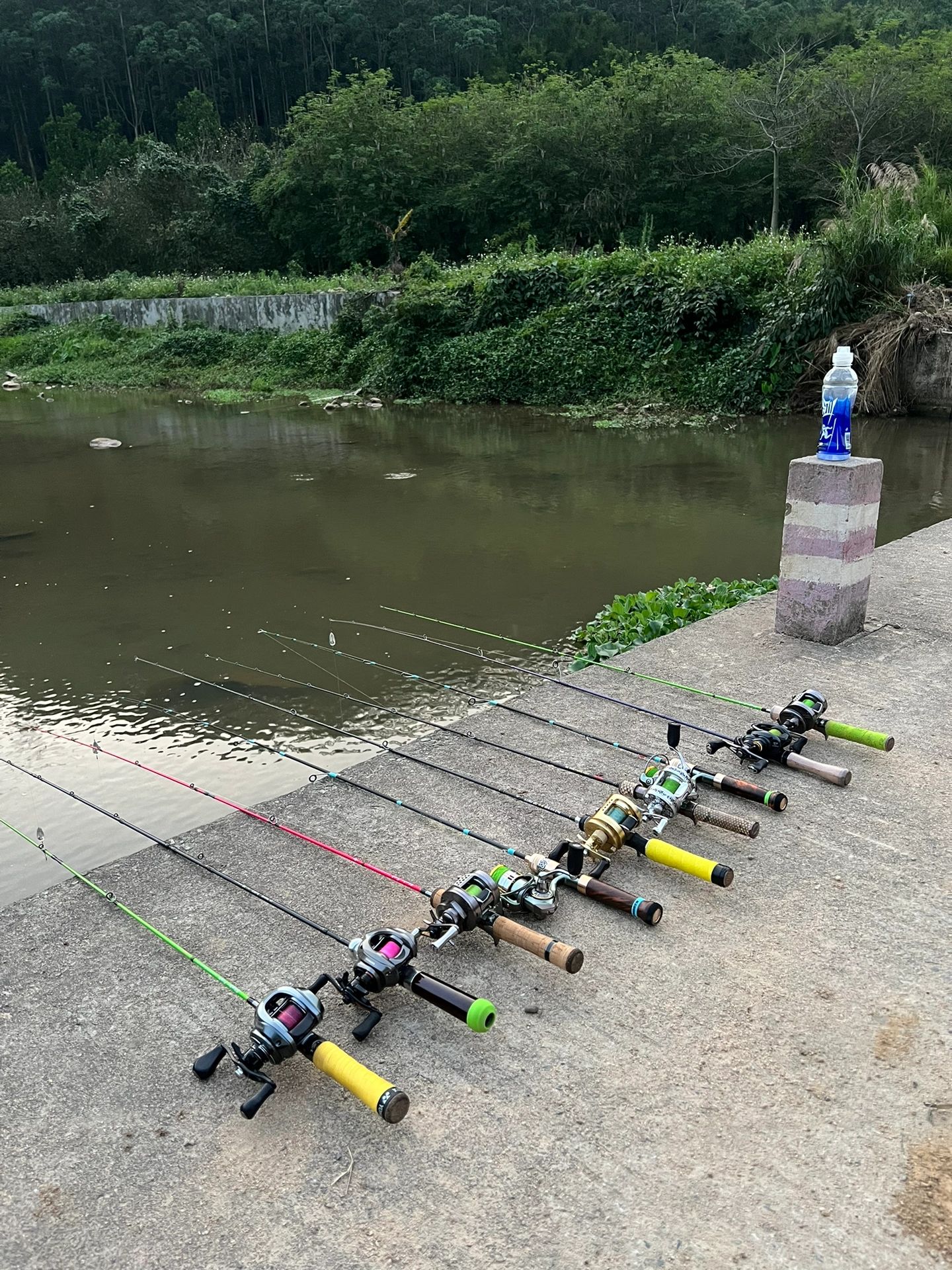 一起来探钓｜佛山高明杨梅河