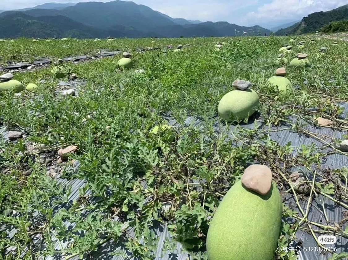 为什么西瓜上面要压一块石头？