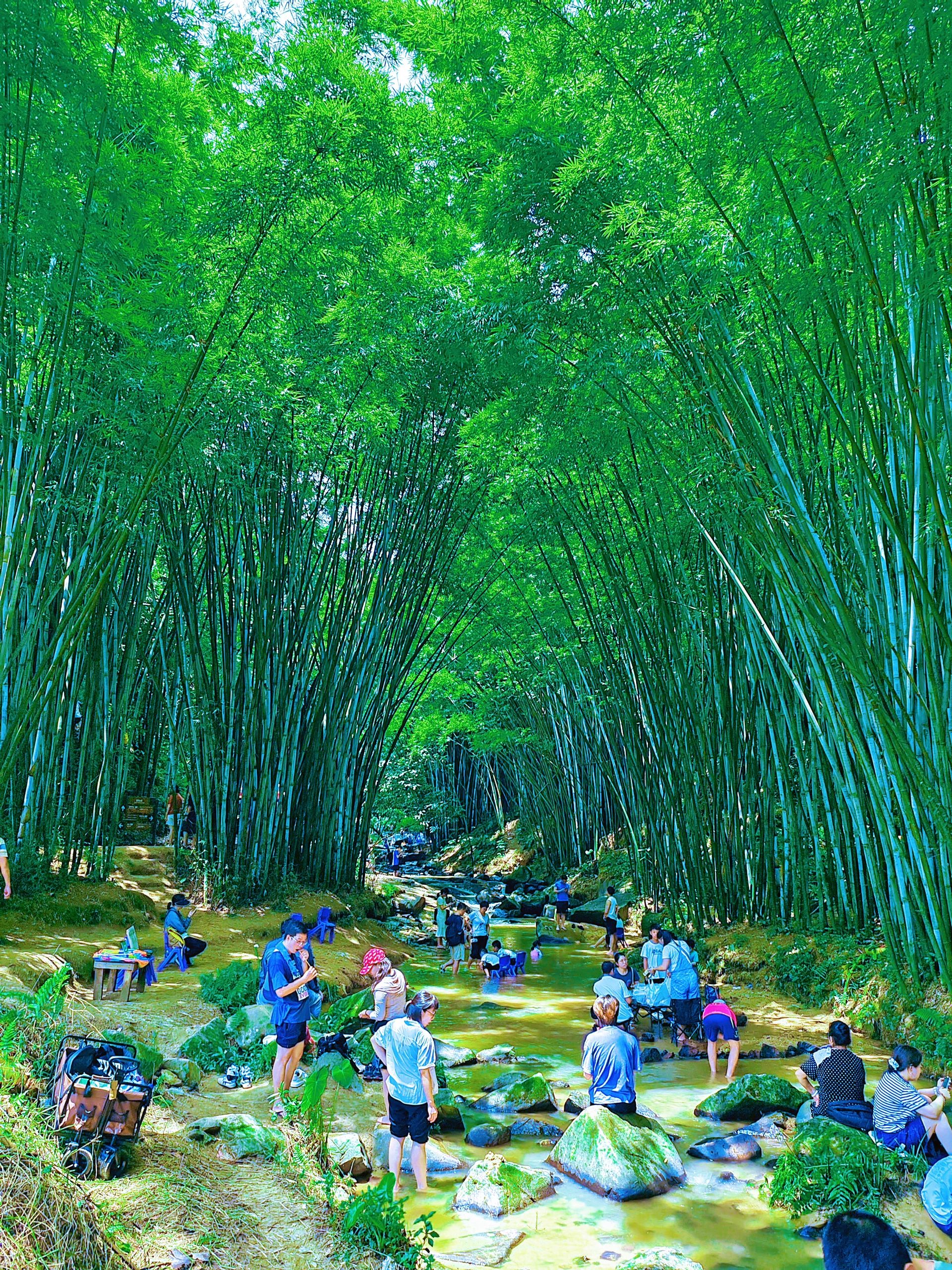 广州夏日竹海🌿清凉溯溪
