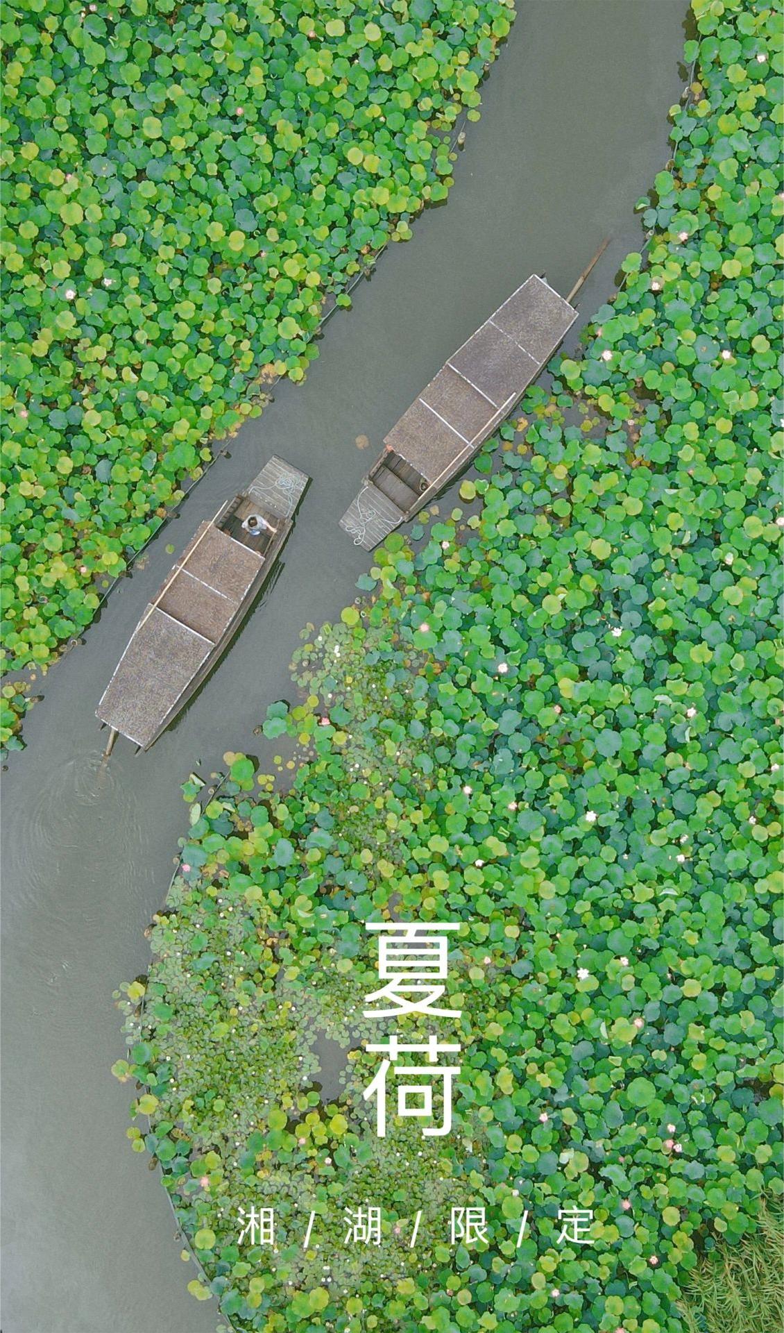 人生建议：离开杭州前坐一次摇橹船看荷花