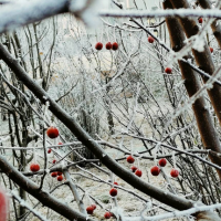 爱八卦的迷糊书虫
