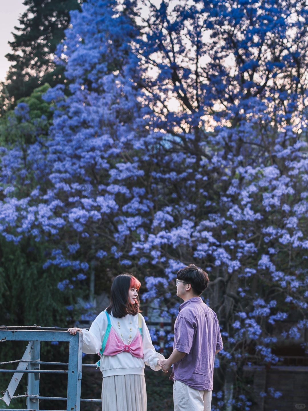 暴走昆明2天！6个蓝花楹观赏点攻略给你！
昆明的蓝花楹花期4月下旬-5月中旬！
