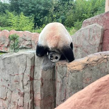 被大熊猫看到的你，五天内好事不断 ​​​