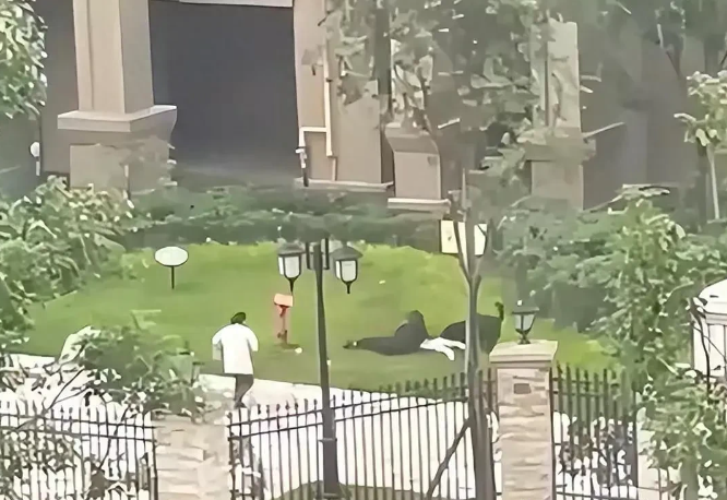 我个人觉得吧，与狗相比，那些养狗的人更可怕，因为他们的思想太可怕了。

试想，这