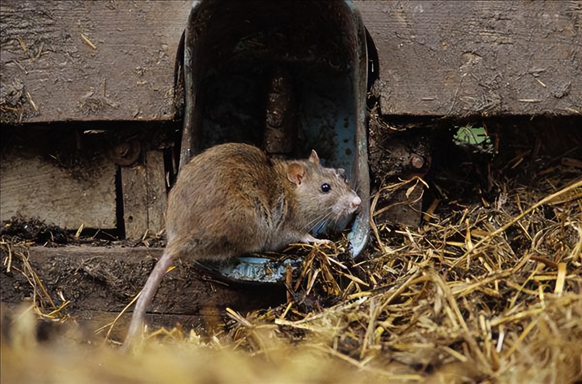 广东惊现巨型老鼠, 体型甚至超过猫, 为何南方老鼠比北方的大?