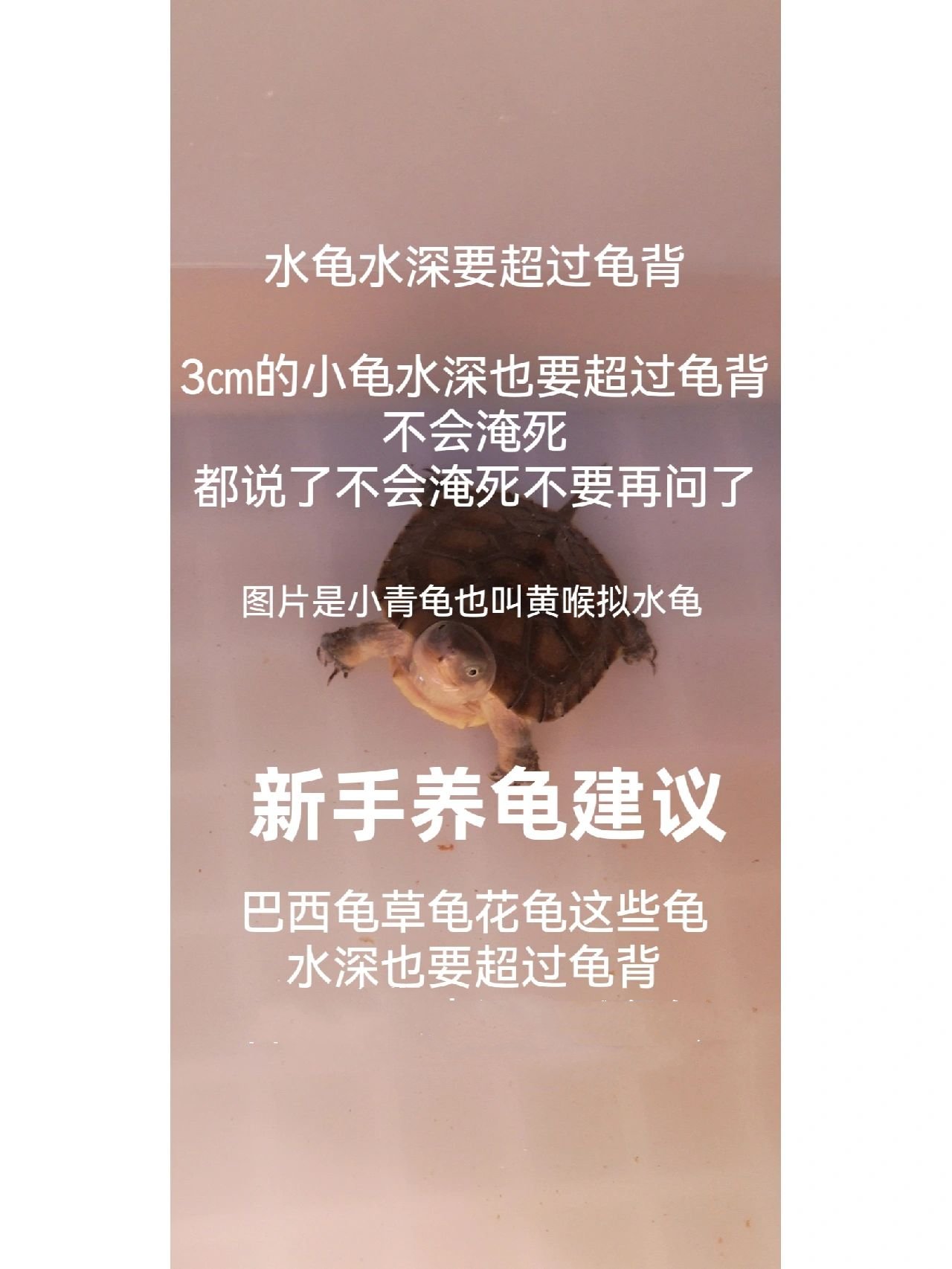 新手养水龟建议#养乌龟的禁忌#