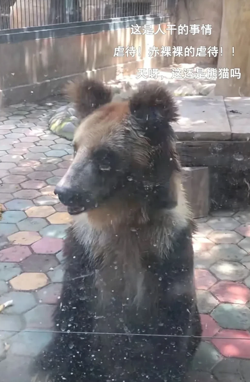 天啊！能不能对动物好点！这个动物园（云南西双版纳州风情园）怎么没人管！还是人吗！