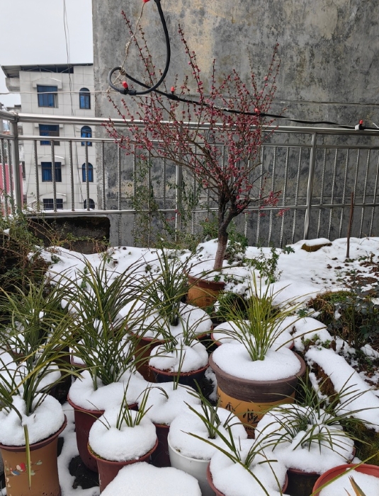 虽然没看到下雪，但化雪的雪景还是很美的