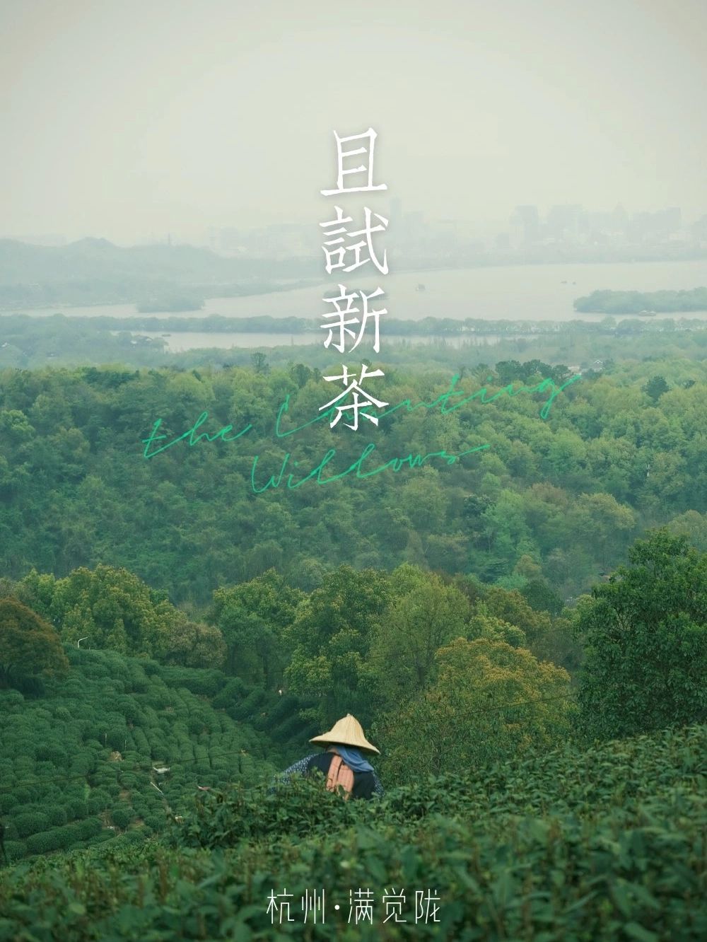 西湖水龙井茶，这机位拿捏了