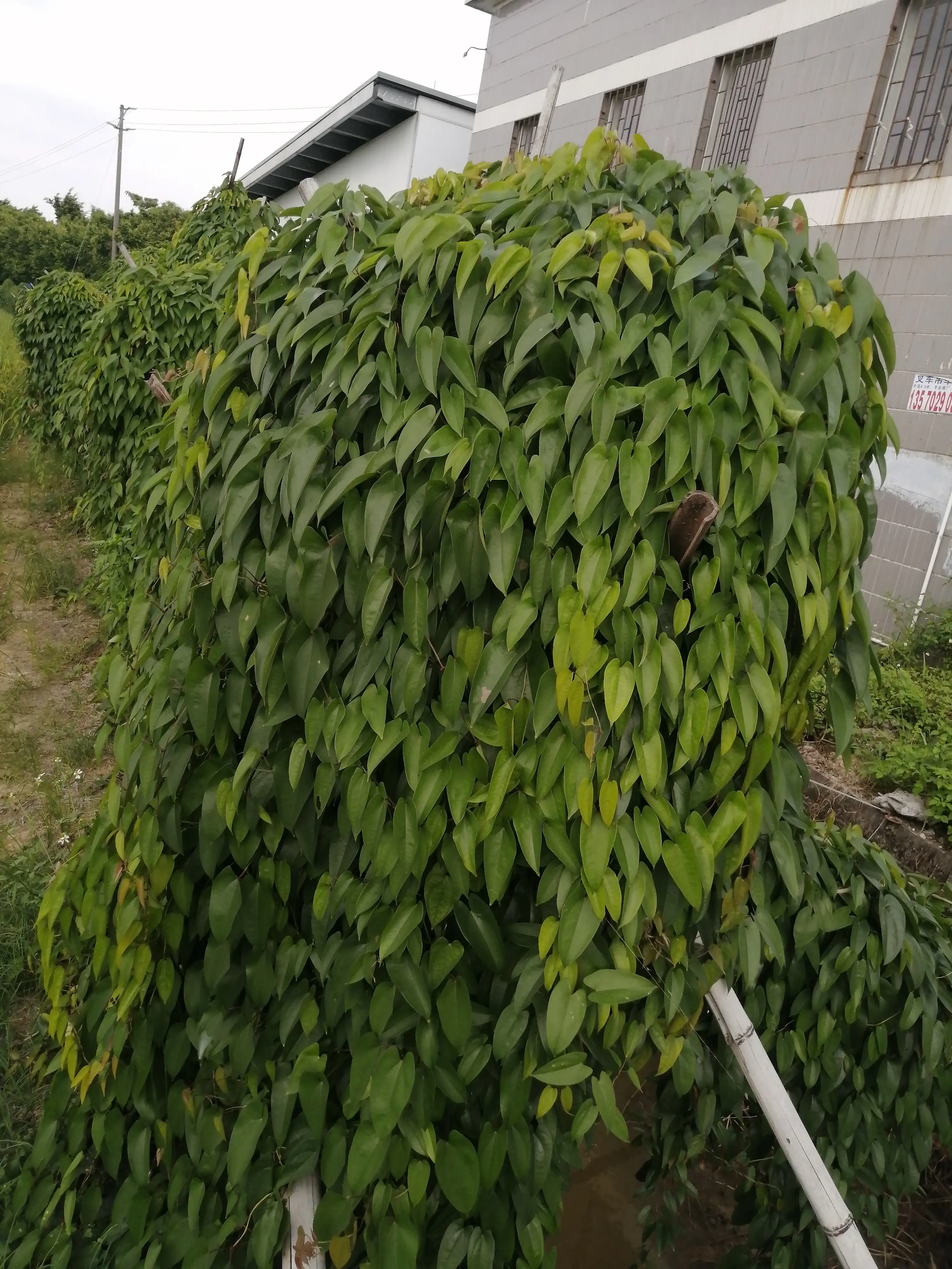 我敢打赌，全网认识这个菜的人寥寥无几
