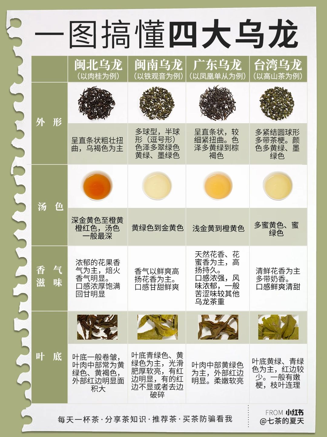 乌龙茶的秘密一篇了解！#乌龙茶#