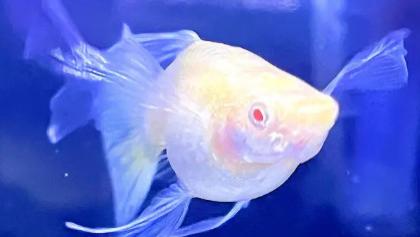 孔雀鱼有雌雄之别吗？怎么分辨雌雄？你知道怎么养吗？