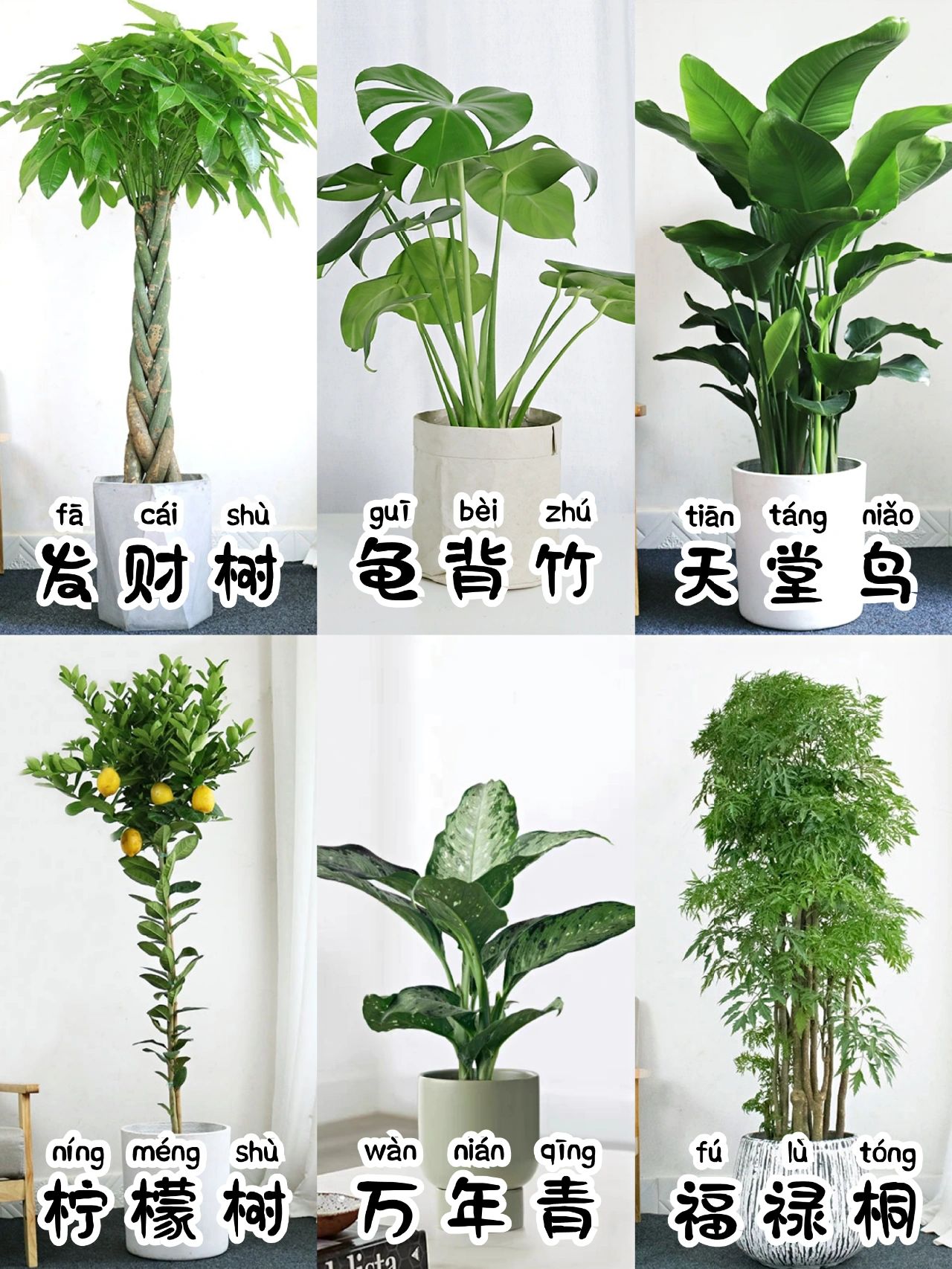 6款大绿植#大叶子绿植盆栽名称#