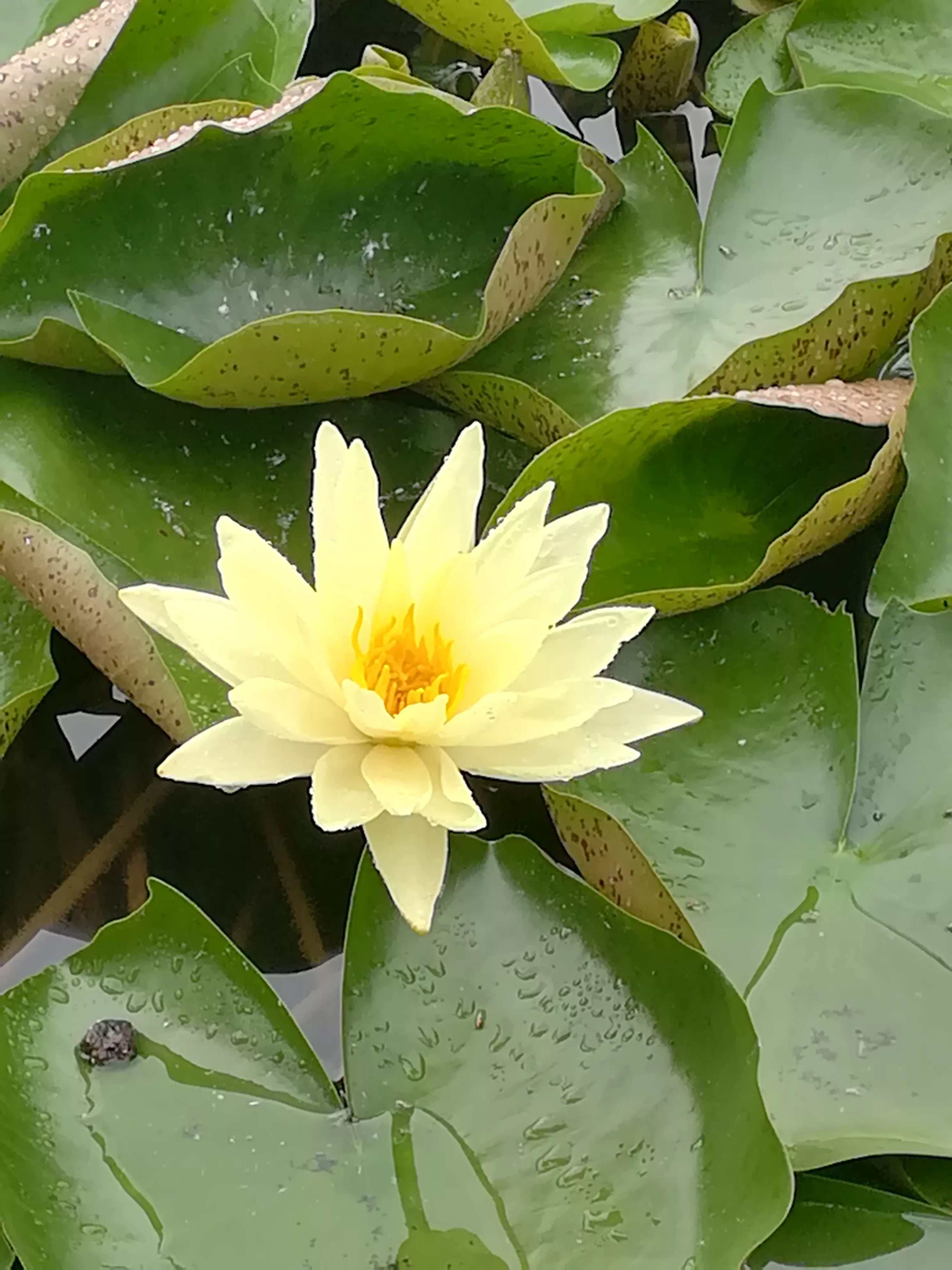 当一个国家出现了重要的事件时，总有一帮人在说：莫谈国事，莫谈国事，国家大事不是你