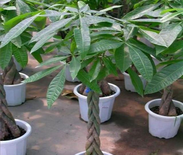 





发财树黄叶，及时改正4个养护，还能救活

发财树是非常漂亮的观赏植物