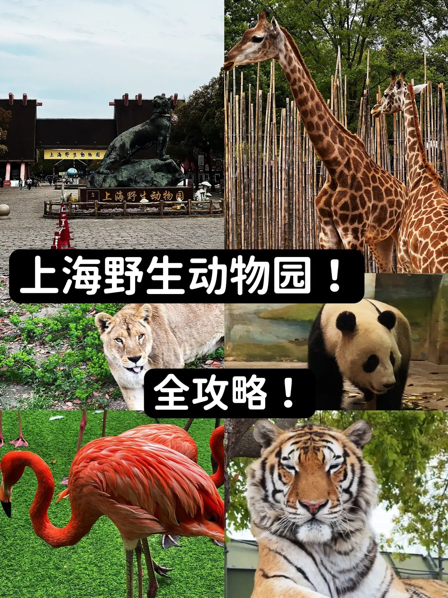 上海魔都玩乐，比奈良好玩的野生动物园