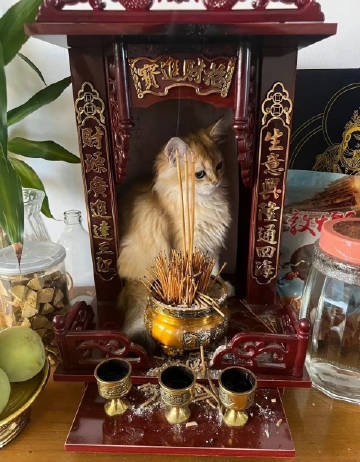 十二生肖没有猫的原因 ​