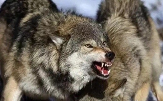 1895年，著名的“疯子驯兽师”亨德森，为了培育新的犬种，竟将100只比特犬放进