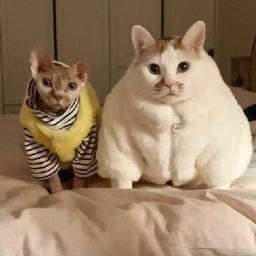 是小猫治愈人类 ​
