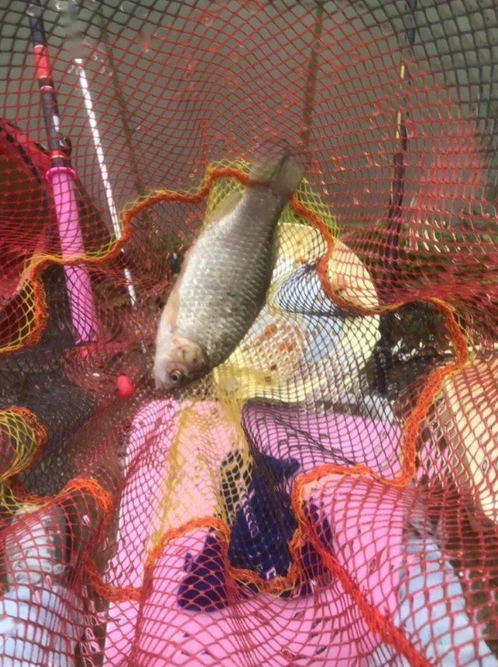 溪流钓广州过来1.5小时，玻璃水溪边