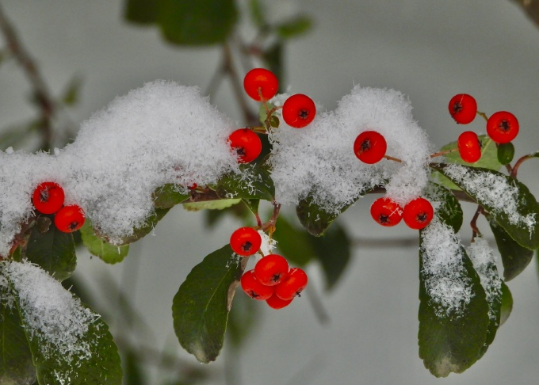 身著白嫁衣，通体透红颜。冰雪寒中俏，新妆过大年。