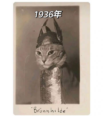 一百多年前的猫奴，拍下了一些咪咪照片 ​