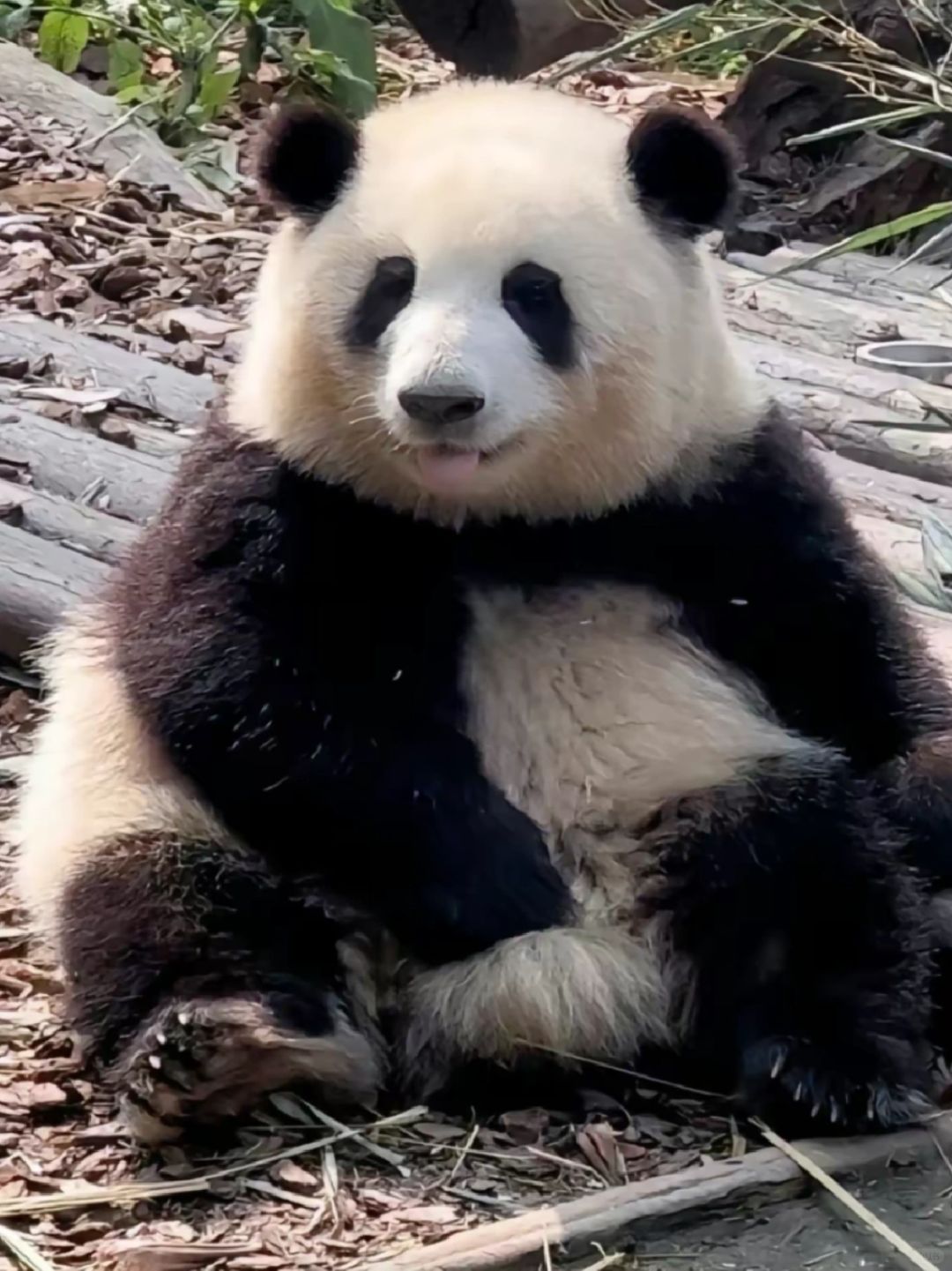 花花是这个世界最可爱的小熊🐼